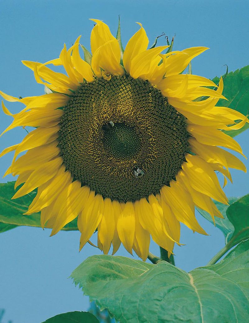 Sunflower - Giant Single