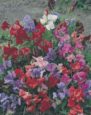 Sweet Pea Bijou Mixed