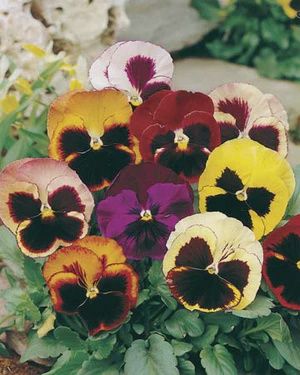 Pansy - Swiss Giants Mixed