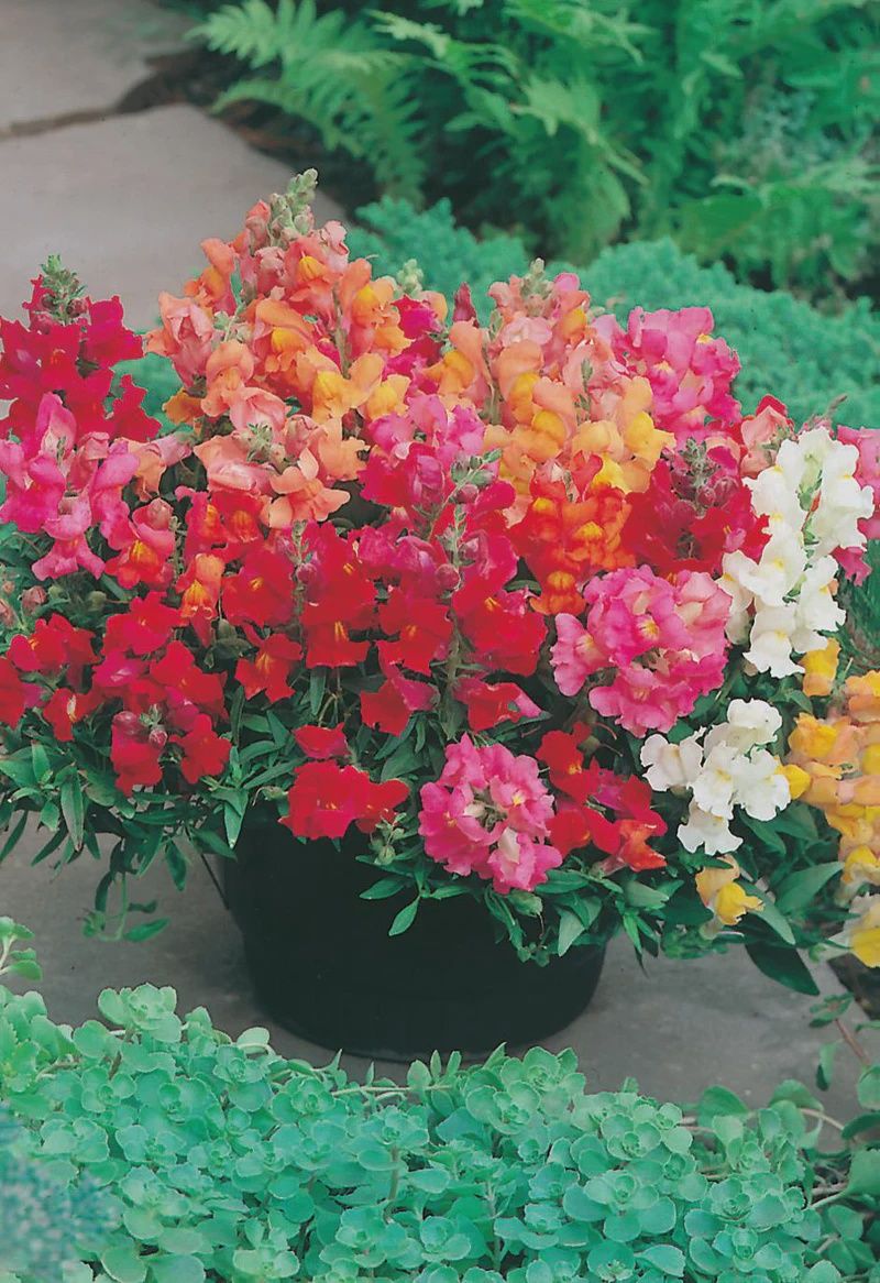Snapdragon - Magic Carpet Mixed Dwarf