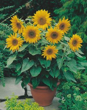 Sunflower - Dwarf Sunsation F1