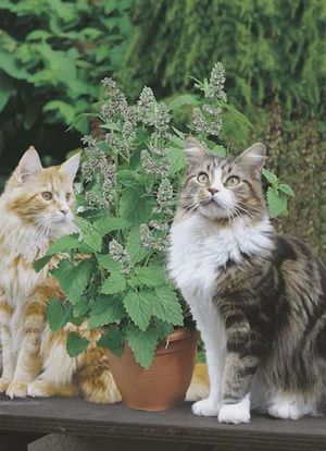 Catnip seeds