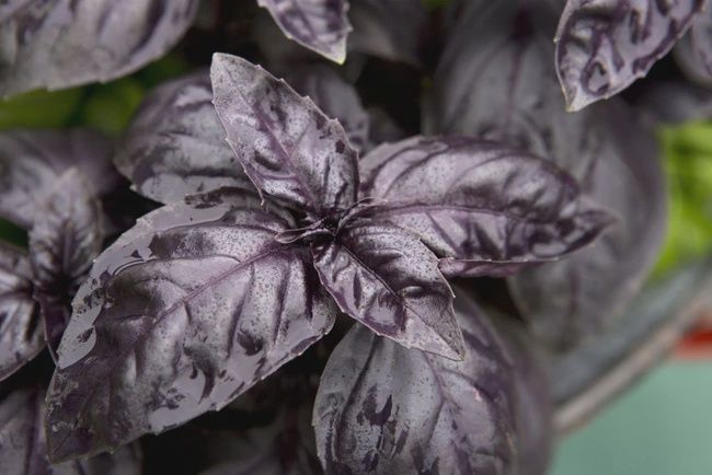Basil Dark Opal 85mm