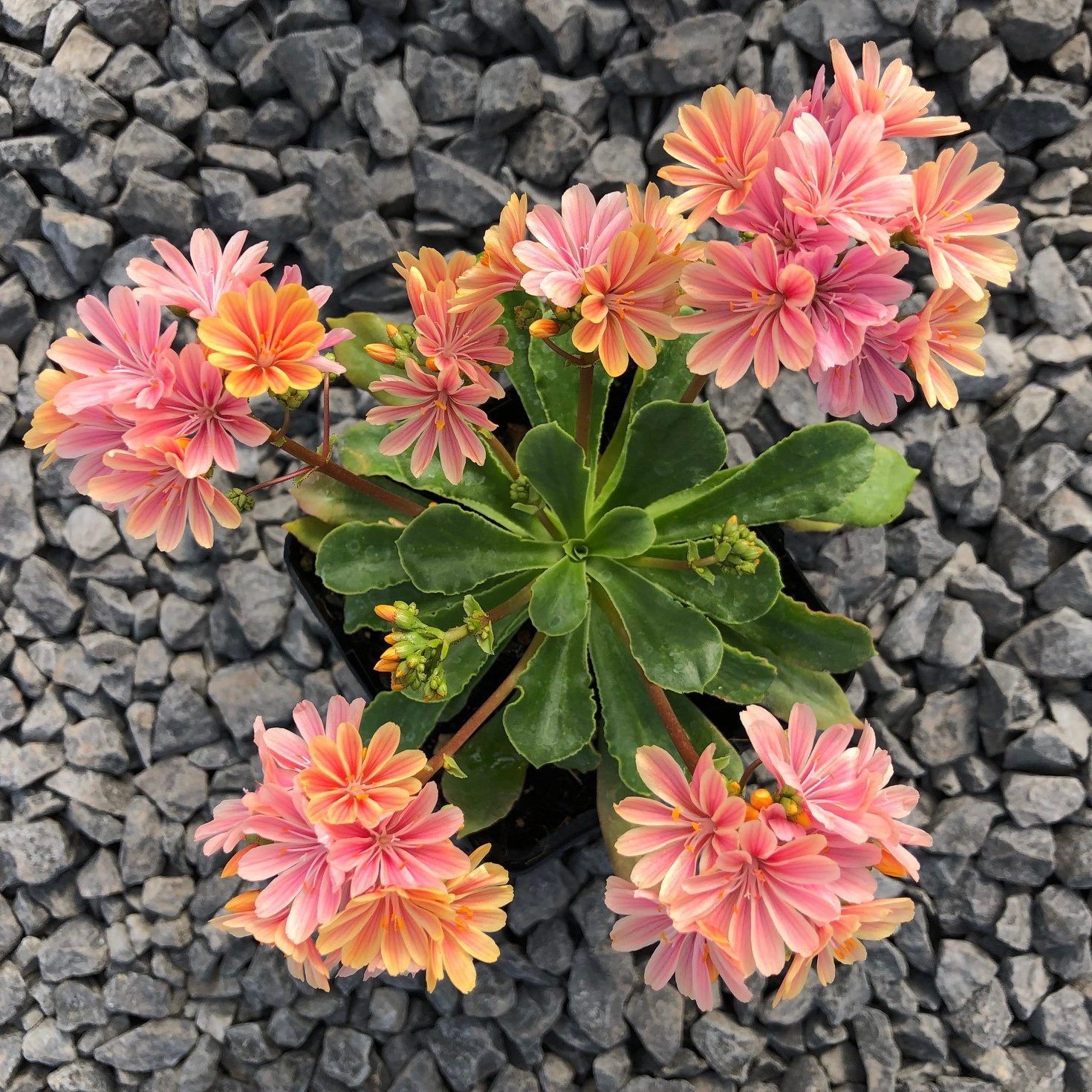 Lewisia 120mm