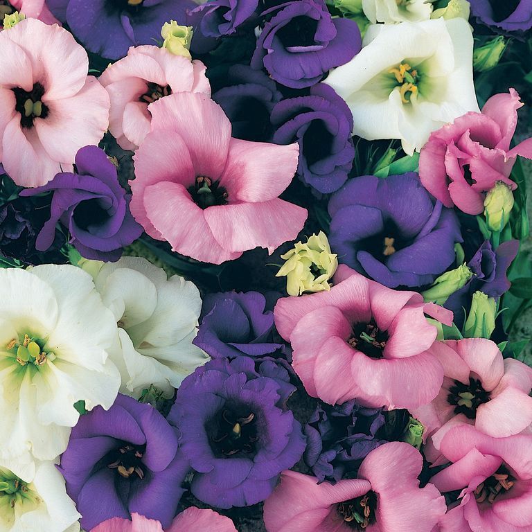 Lisianthus 120mm