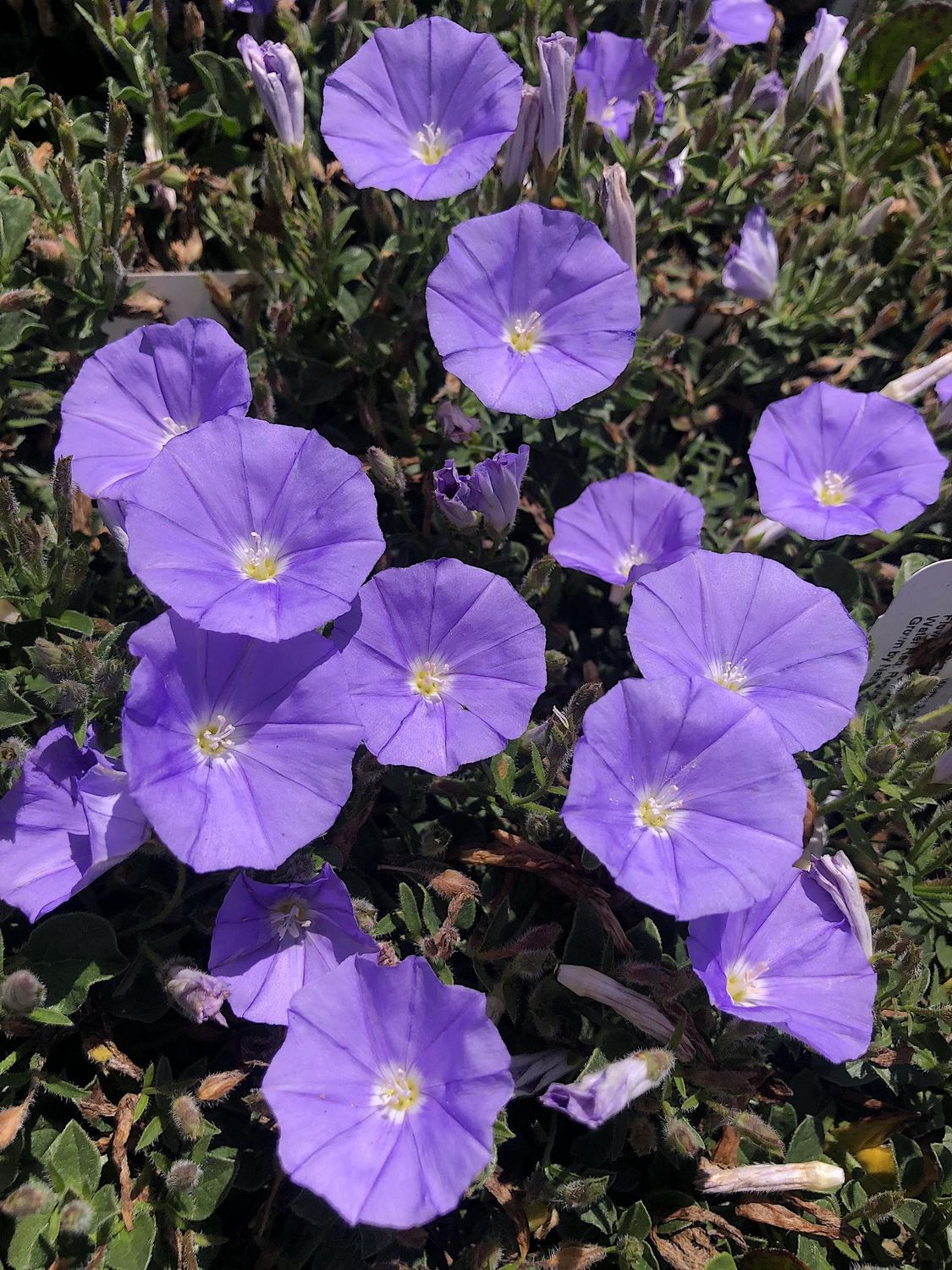 Convolvulus Sabaticus 140mm