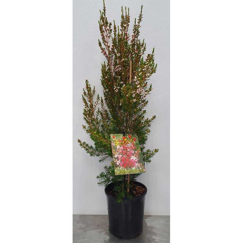 Chamelaucium Festive Red 140mm