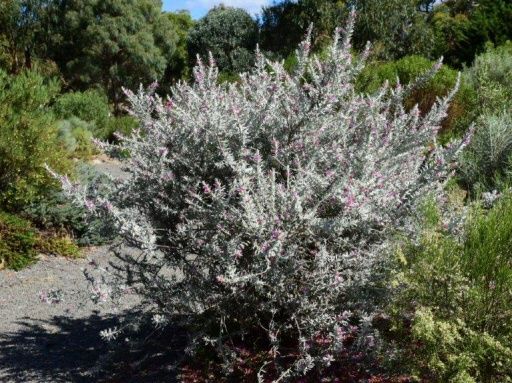 Eremophila Pink Pantha 140mm
