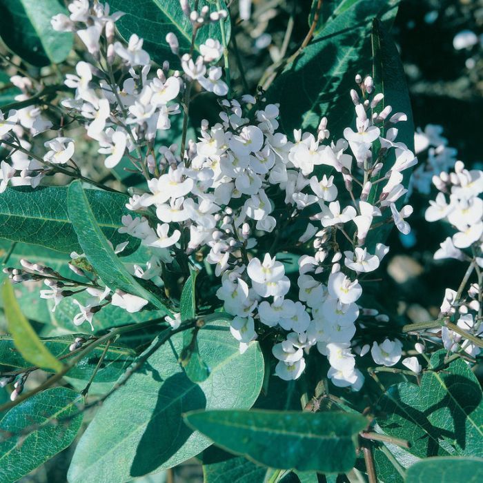 Hardenbergia Free n Easy 140mm