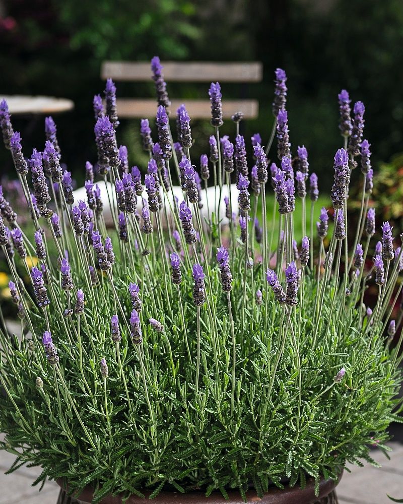 Lavandula Dentata French 140mm (Lavender)