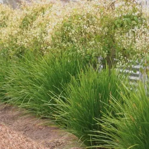Lomandra Lime Tuff 140mm (Grass)