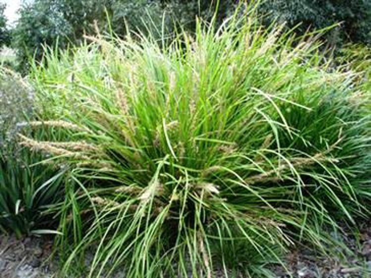 Lomandra Katrinus Deluxe 120mm