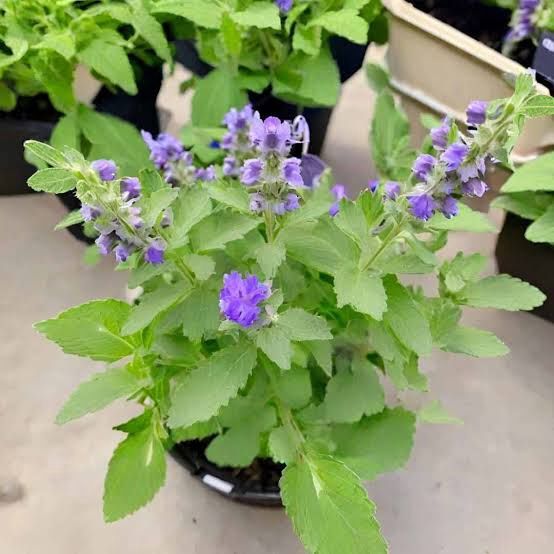 Nepeta Walkers Blue 140mm (Catnips)
