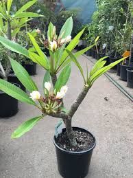 Frangipanis 200mm