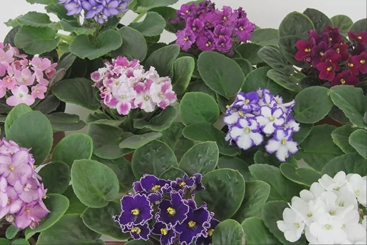 African Violet 120mm