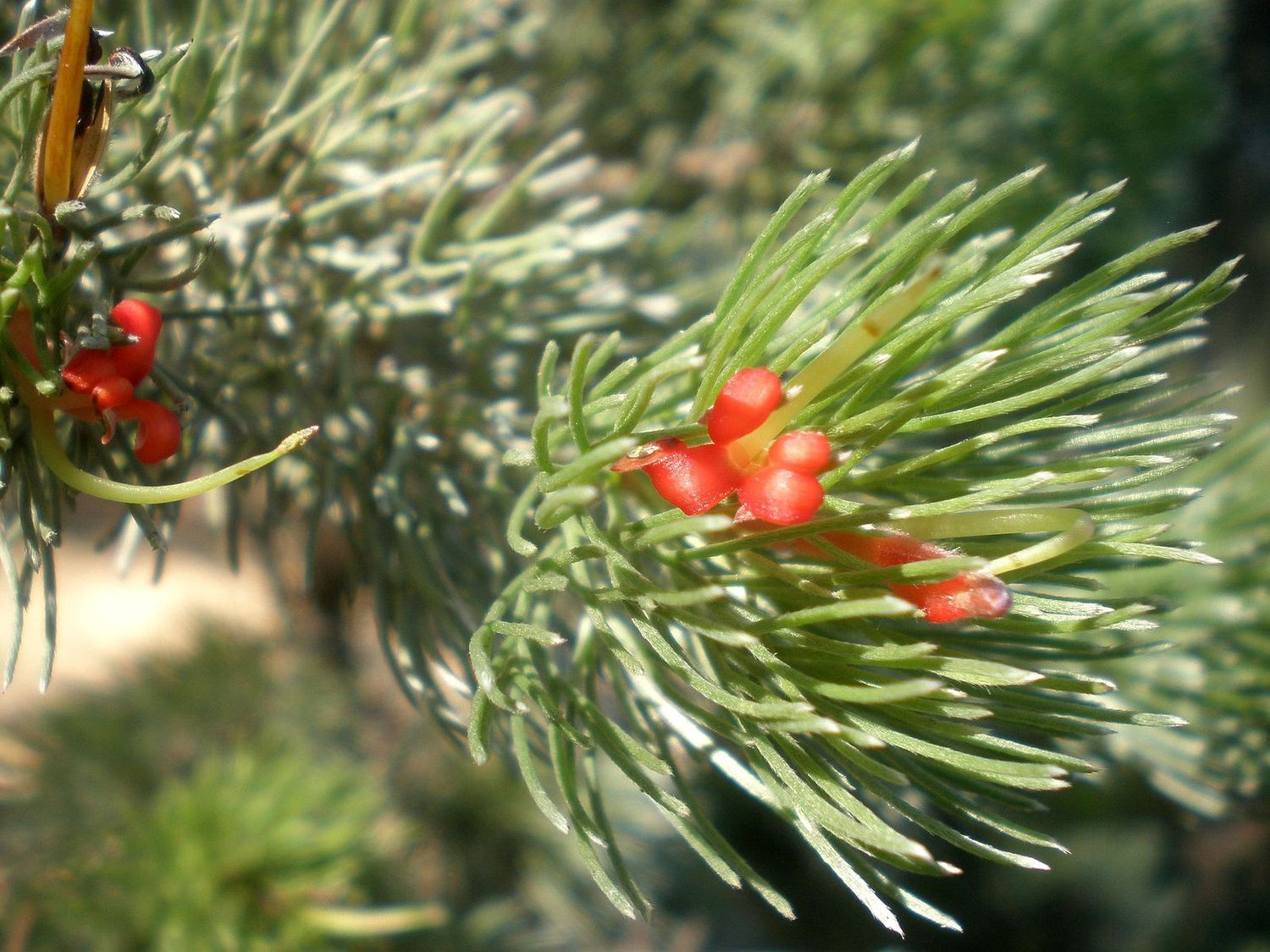 Adenanthos Sericeus Platinum 140cm