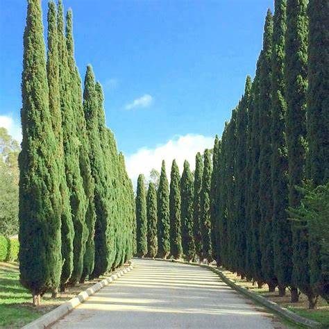 Cupressus Glauca 200mm