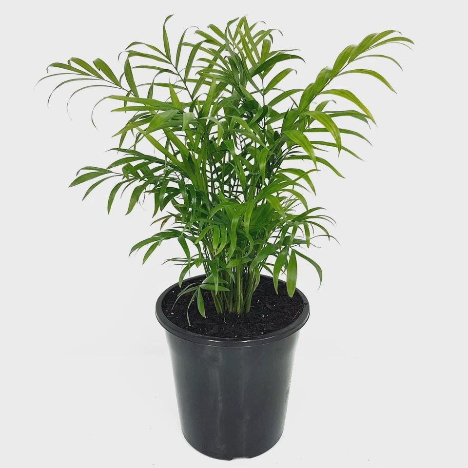 Chamaedorea Elegans 175mm