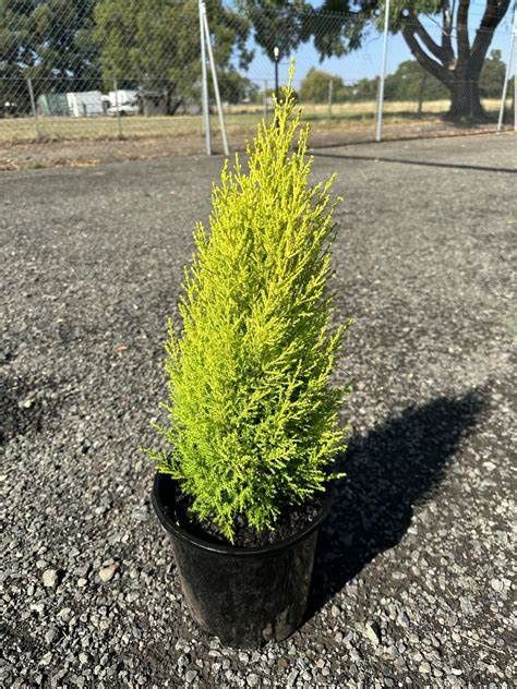 Cupressus Lemon Scent 140mm