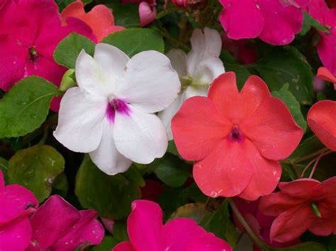 Impatiens 120mm