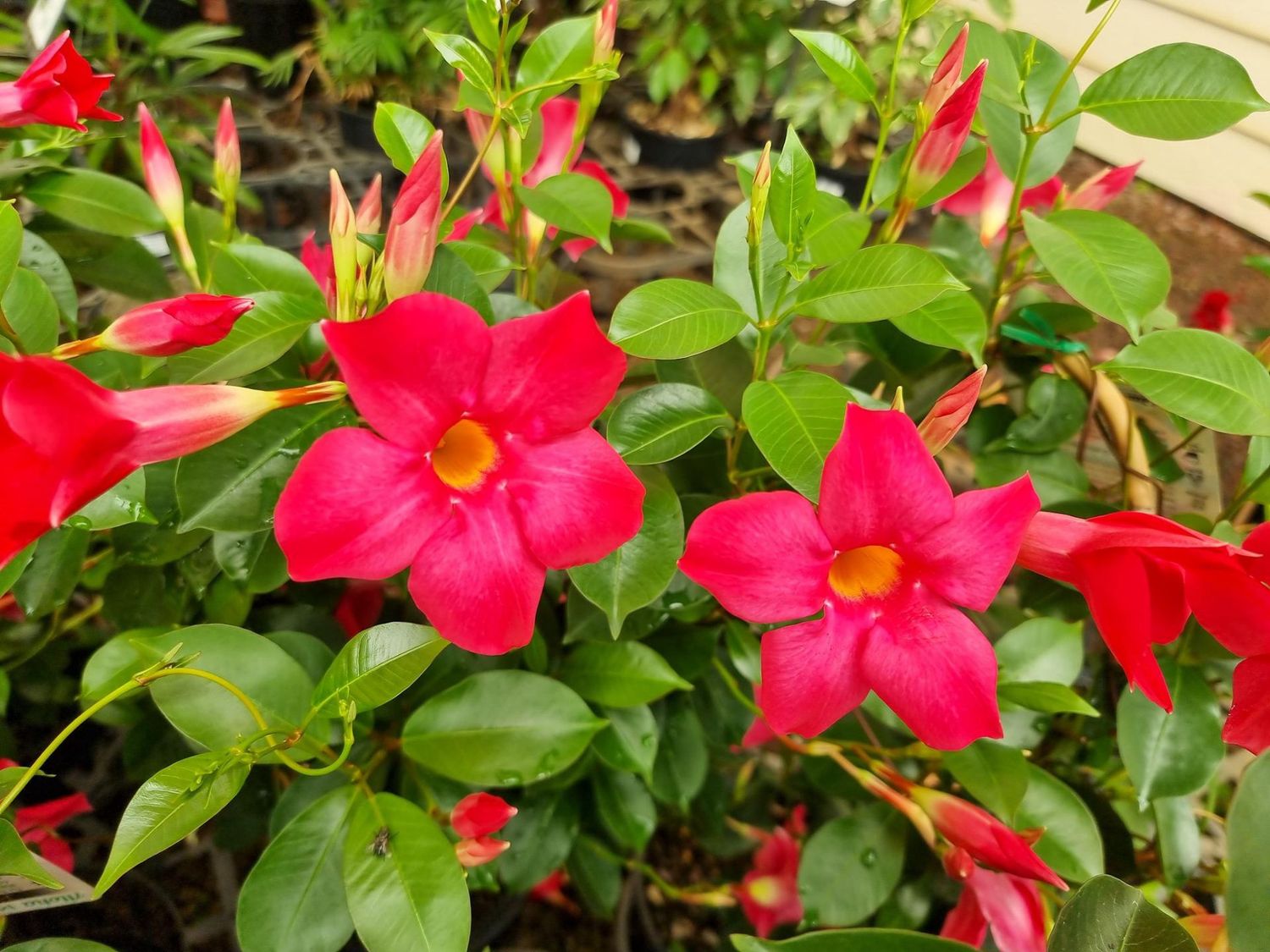 Mandevillea Aloha Red 200mm