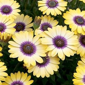 Osteospermum Blue Eyed  140mm