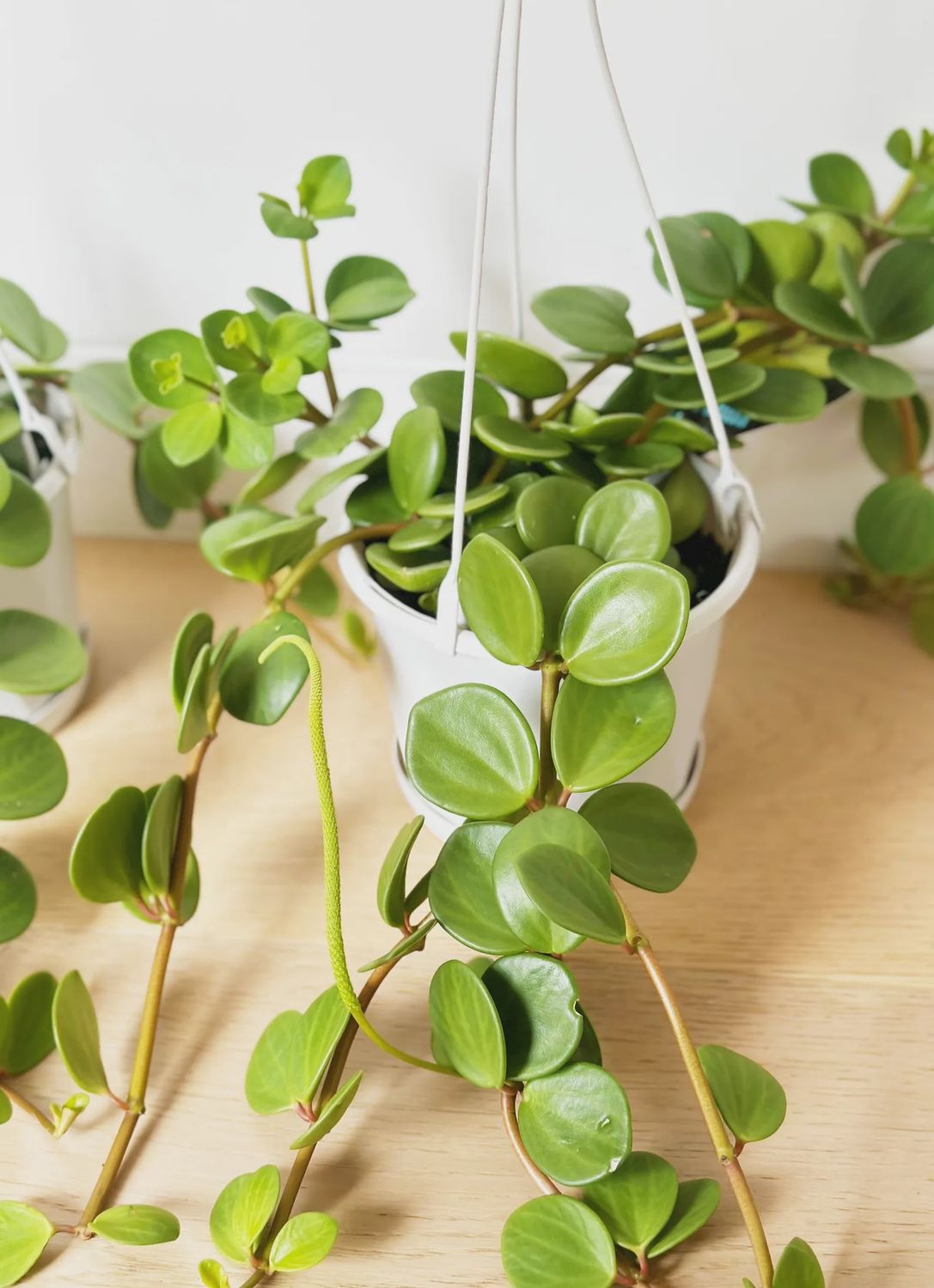 Peperomia Hope 130mm