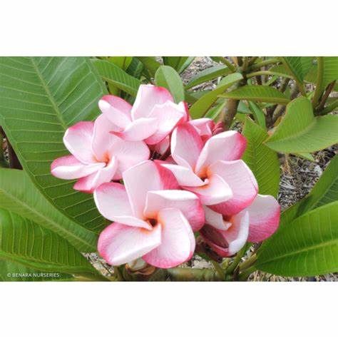 Plumeria Lulu 250mm Frangipani