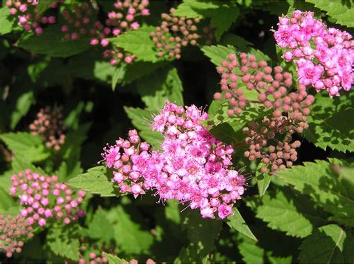 Spirea Anthony Waterer 140mm