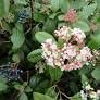 Viburnum Tinus 14cm