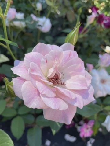 20cm Blushing Pink Iceberg Floribunda Bush Rose