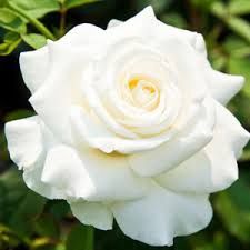 Rose Pascali Bush 20cm