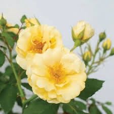 Rose Bonica Bush 200mm