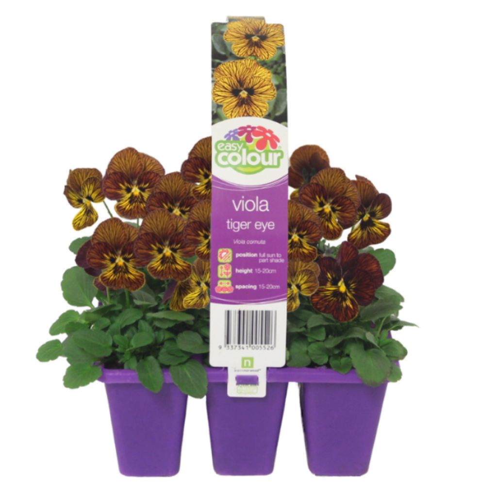 Viola Tiger Eye 6 pack