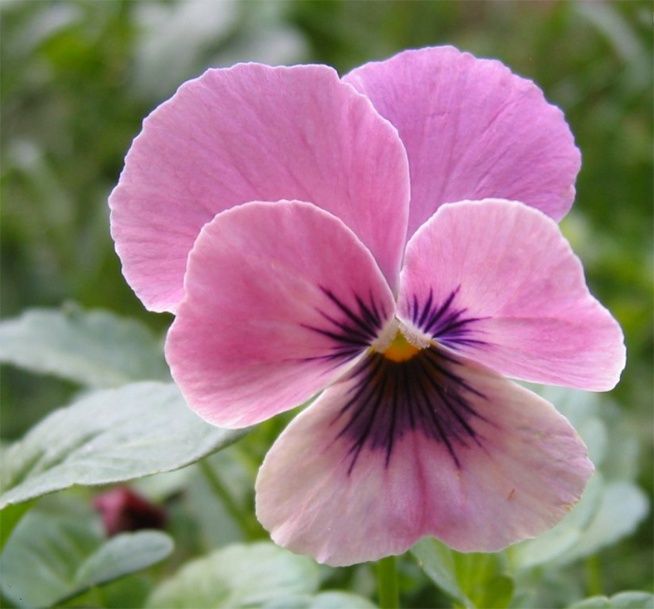 Pansy Mini Frosty Rose 6 Pack
