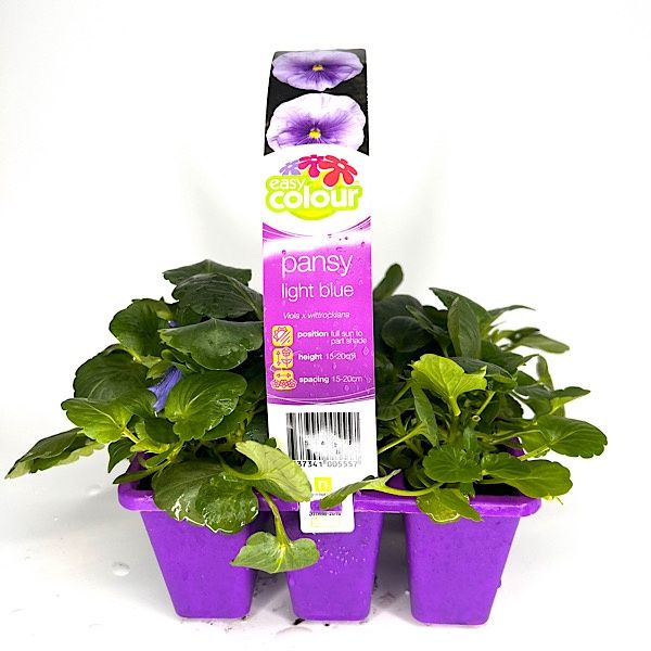Pansy Light Blue 6 Pack