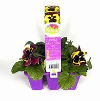 Pansy Yellow &amp; Purple 6 Pack