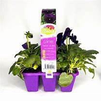 Pansy Neon Violet 6 Pack