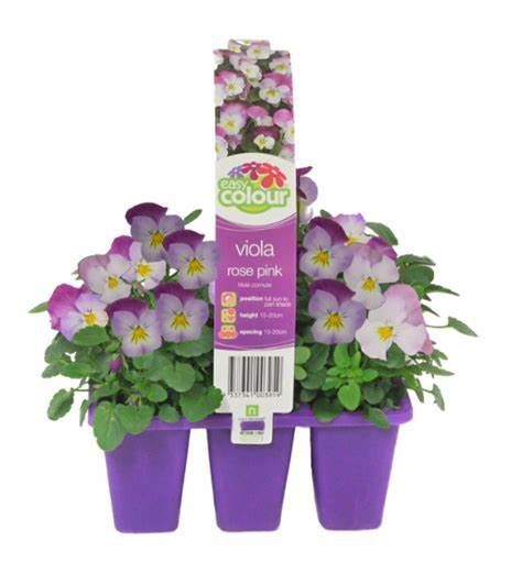 Viola Rose Pink 6 Pack