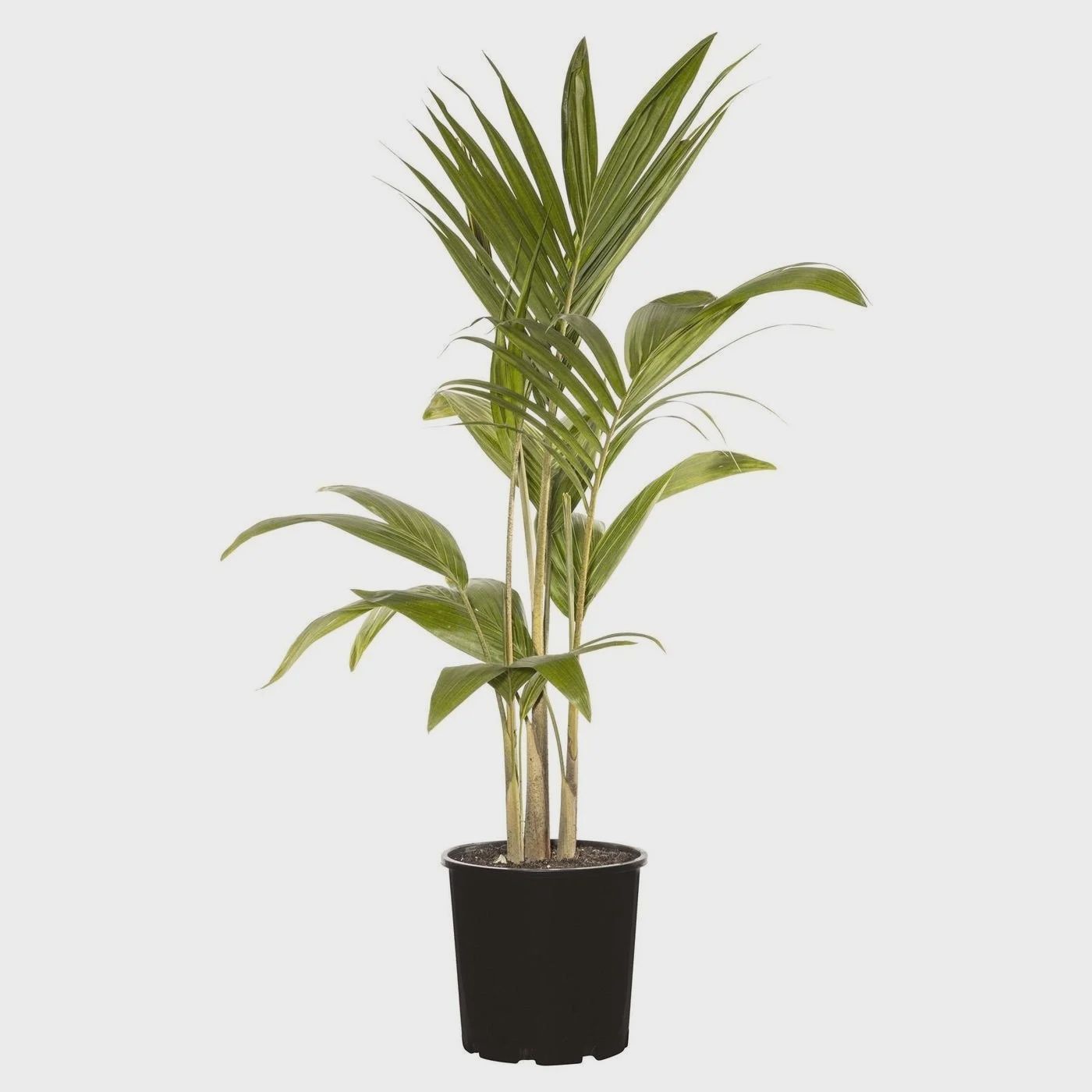 Bangalow Palm 200mm