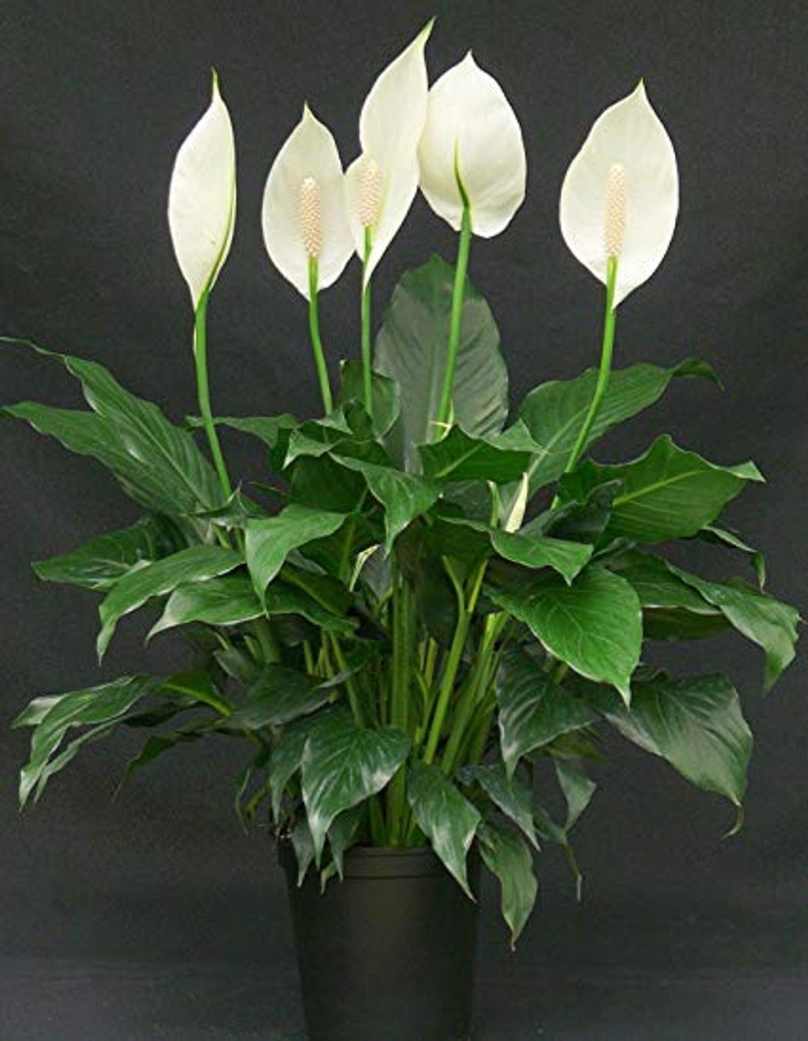 Spathiphyllum 140mm (Peace Lily)