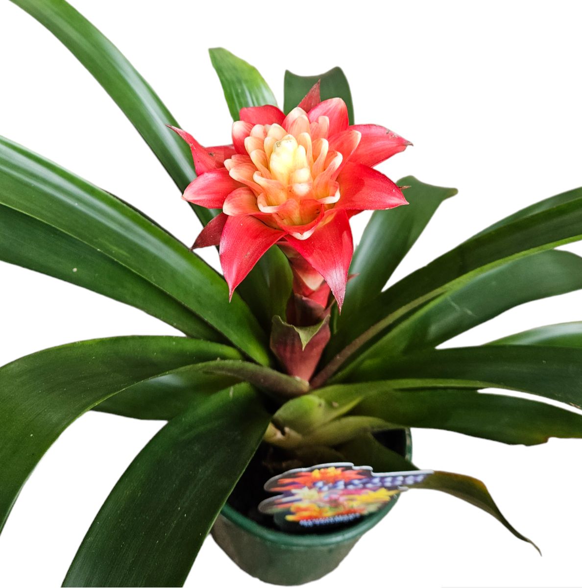 Bromeliad 150mm