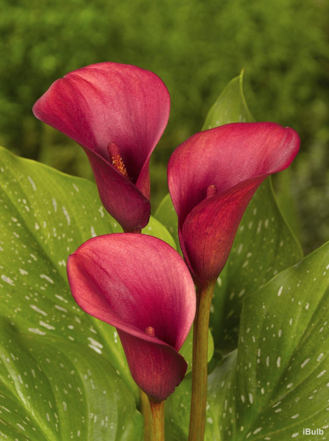 Zantedeschia Hybrid 150mm