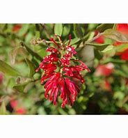 Grevillea Cherry Cluster
