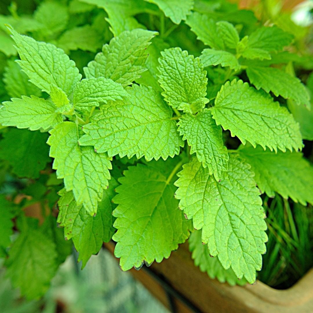 Lemon Balm 85mm