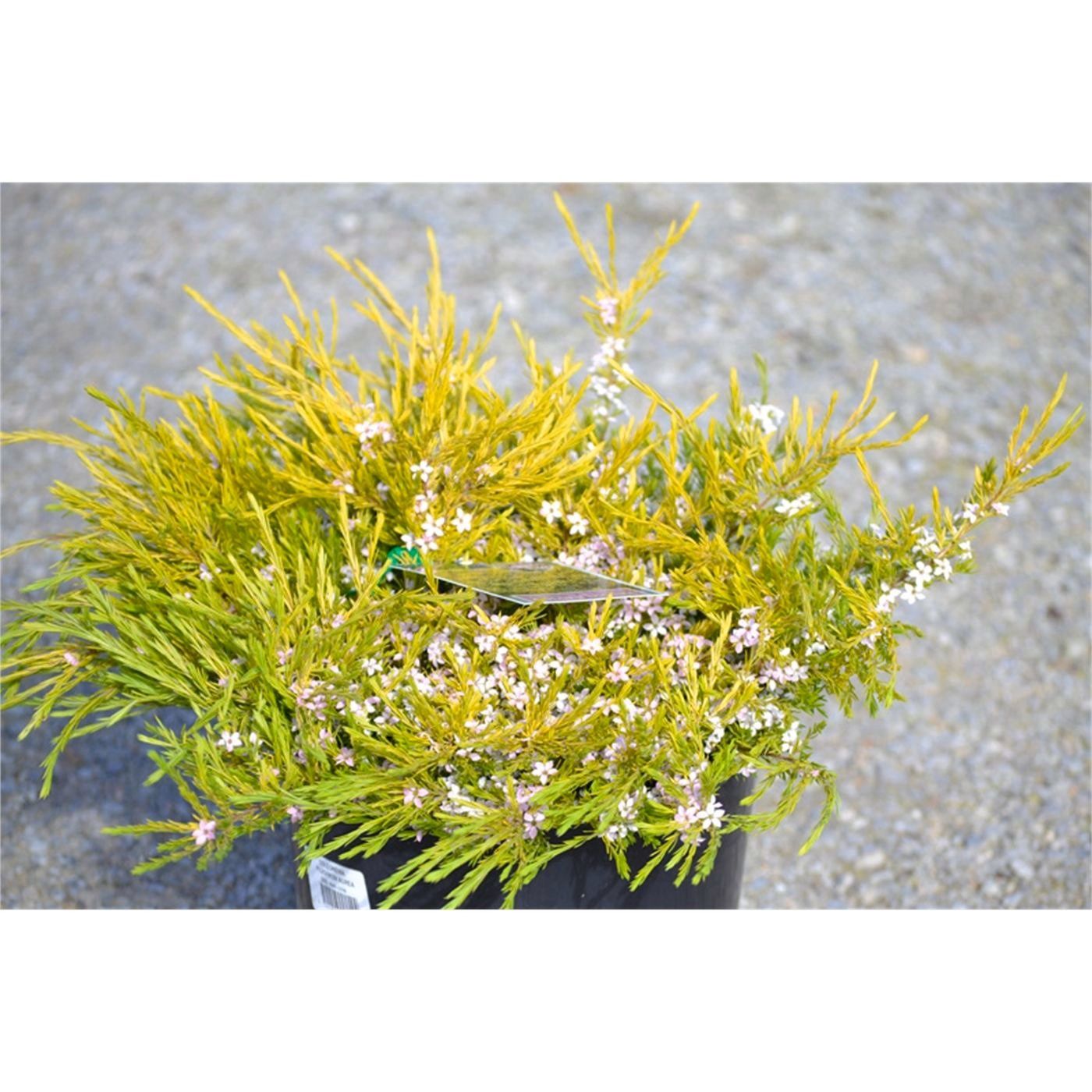 Coleonema Gold 140mm