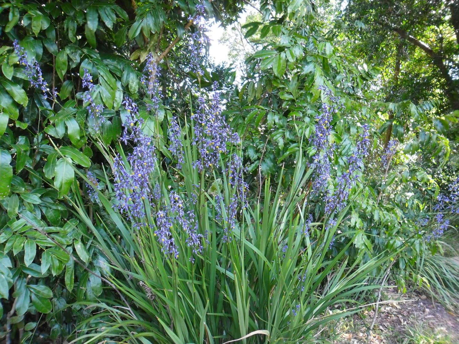 Dianella Breeze 140mm