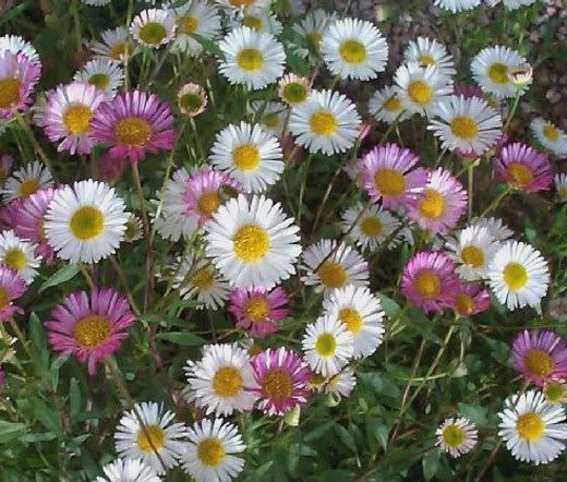 Erigeron 4 pack