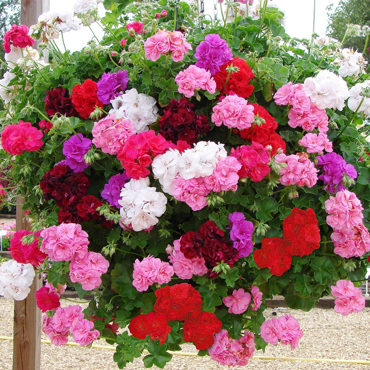 Geranium Pink Splash 140mm