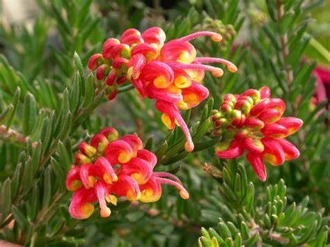 Grevillea Fireworks 140mm